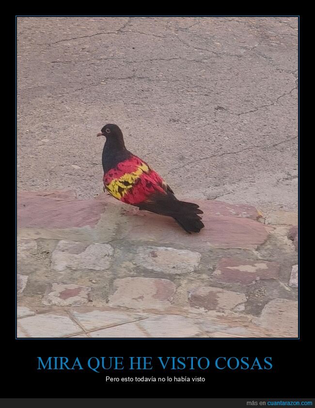 bandera,españa,paloma,wtf