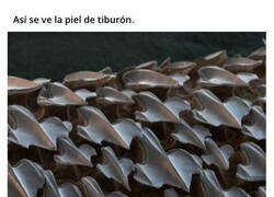 Enlace a Fotos bajo el microscópico de cosas de la vida diaria