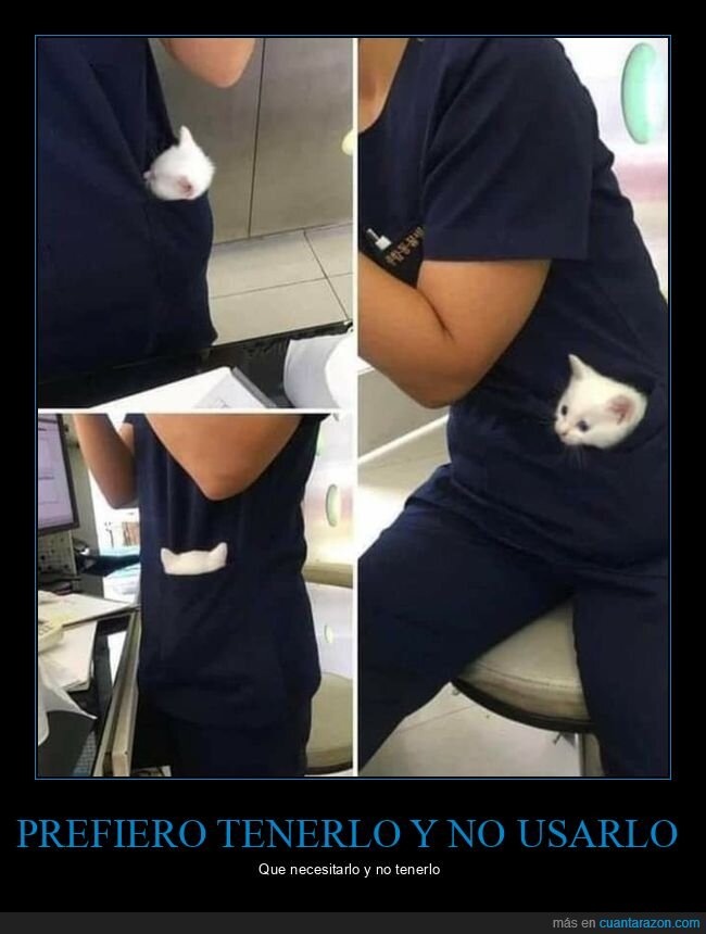 veterinario,gato,bolsillo