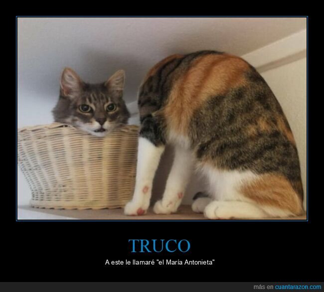 gatos,cabeza,cesta,maría antonieta