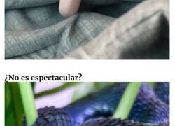 Enlace a Serpientes tan adorables que son imposibles de ignorar