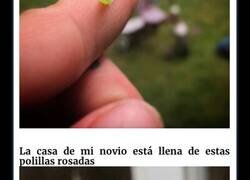 Enlace a Bichos tan bonitos como adorables que quizá no hayas visto