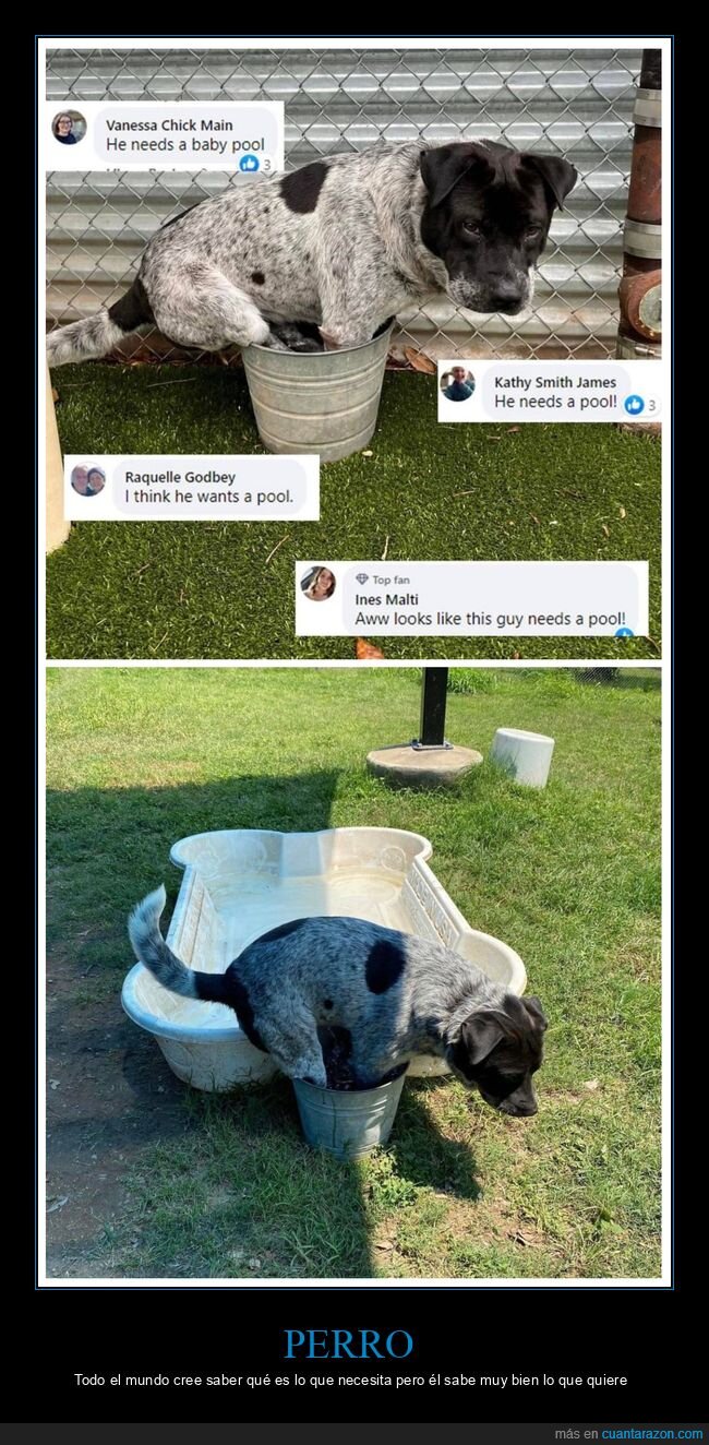 perro,piscina,cubo