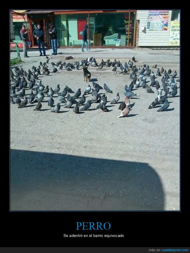 palomas,perros,wtf