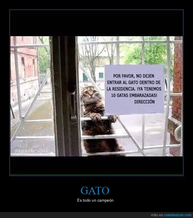 carteles,embarazar,entrar,gatos