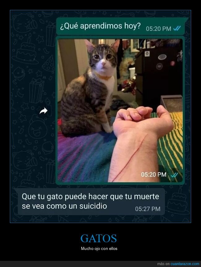 arañazo,gatos,suicidio,wtf