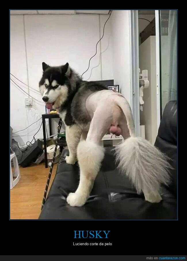 corte de pelo,perros,wtf