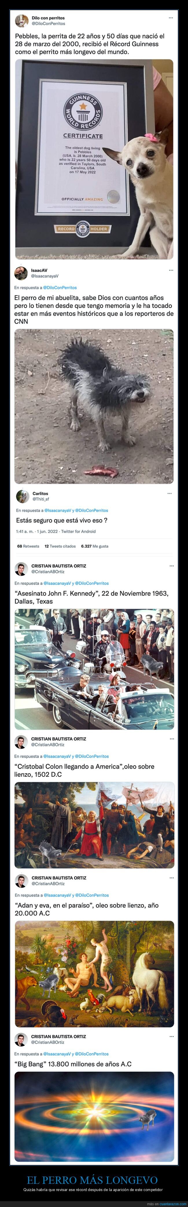 longevo,perros,récord,viejo