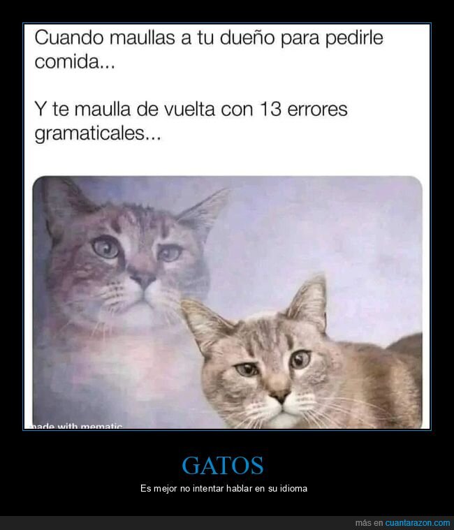 gato,maullar,comida,errores gramaticales