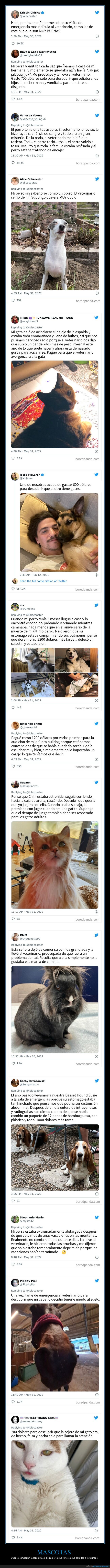 mascotas,veterinario