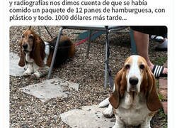 Enlace a Dueños comparten la razón más ridícula por la que tuvieron que llevar a su mascota al veterinario