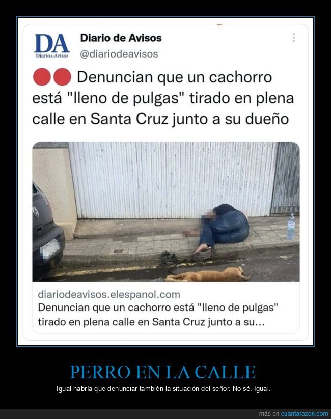 perro,denunciar,tirado,calle