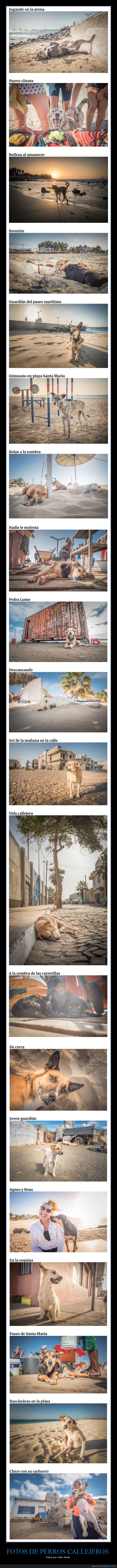 perros callejeros,cabo verde