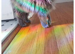 Enlace a Gatos con «auras poderosas» retratados por sus dueños