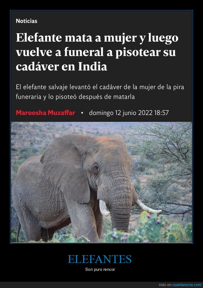 cadáver,elefante,funeral,matar,pisotear