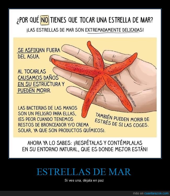 estrellas de mar,tocar