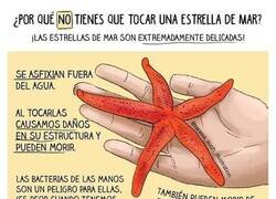 Enlace a Las estrellas de mar prefieren que las dejemos a su aire