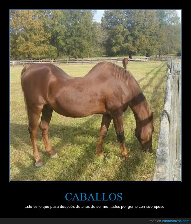 caballo,wtf