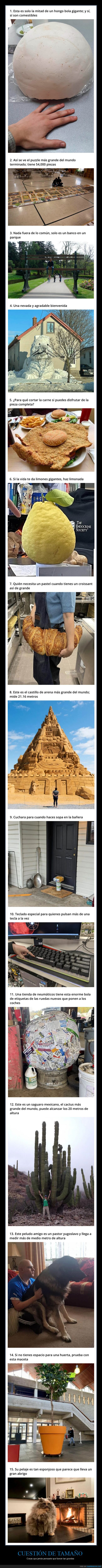 tamaño,grandes,curiosidades