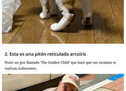 Enlace a Animales con apariencias inusuales que no encontrarás dos veces