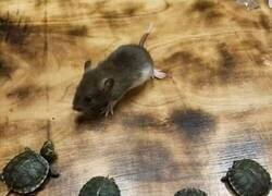 Enlace a Empezando el entranamiento