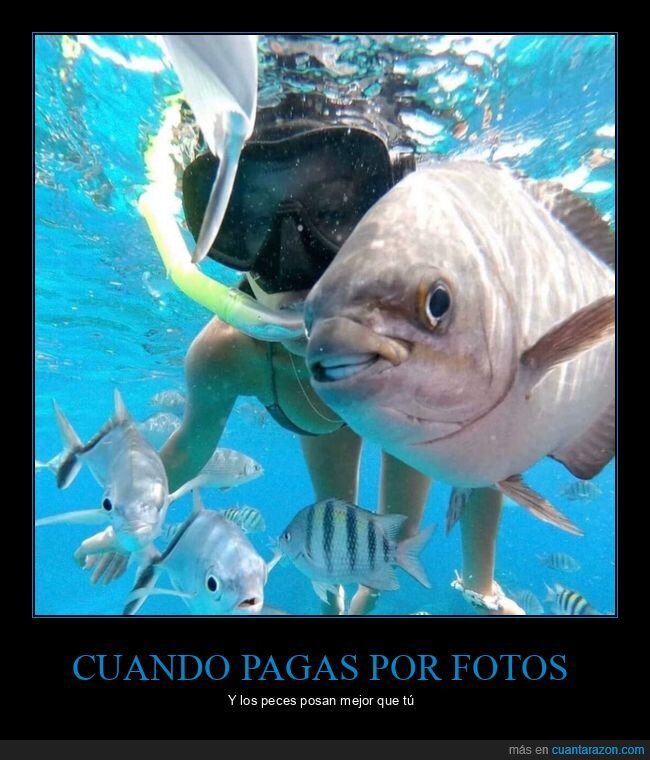 submarinismo,fotos,peces,posar