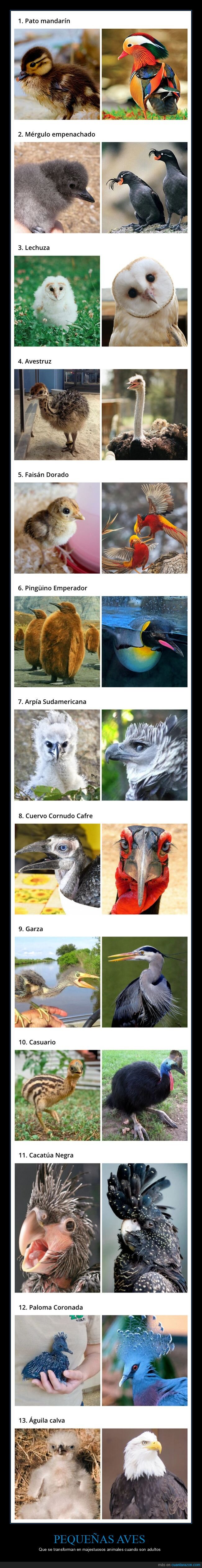 aves,pequeñas,adultos