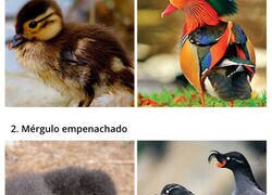 Enlace a Pequeñas aves que se transforman en majestuosos animales cuando son adultos