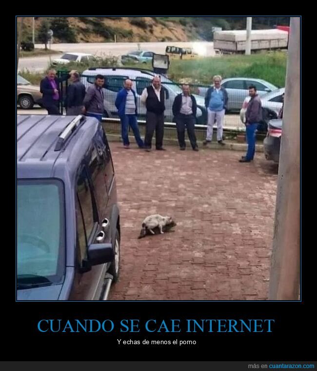 gatos,mirando,montando,wtf