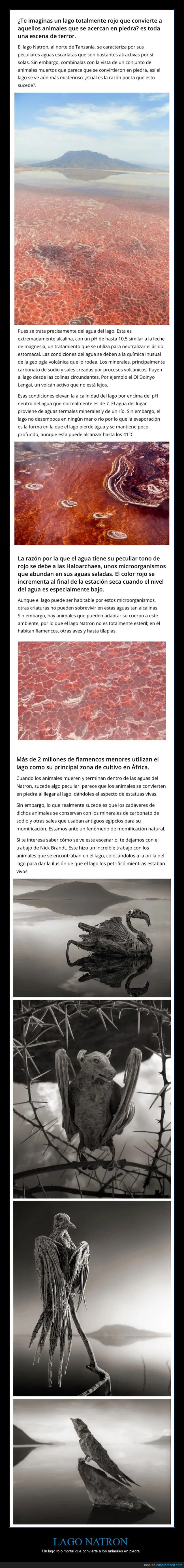 lago natron,animales,piedra