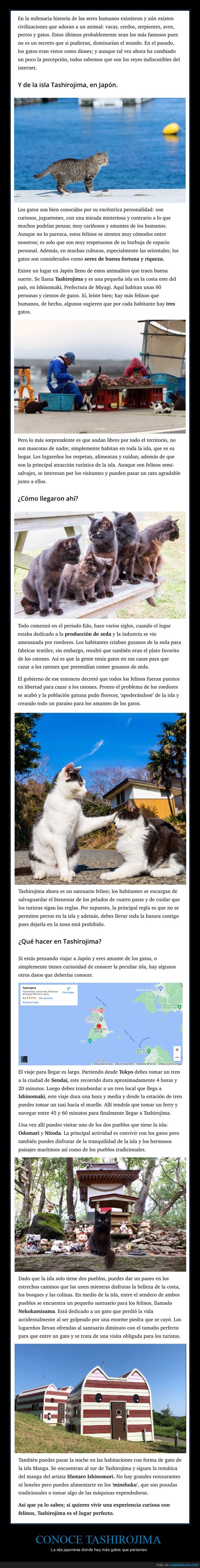 tashirojima,isla,gatos,japón