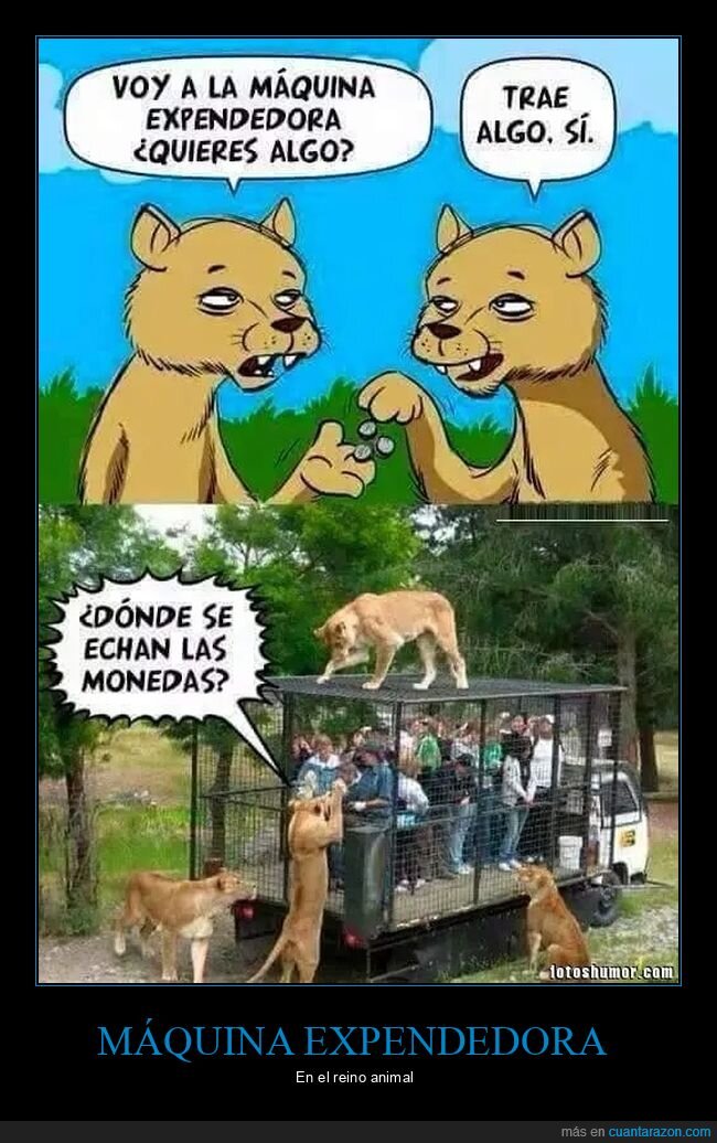 jaula,leones,máquina expendedora