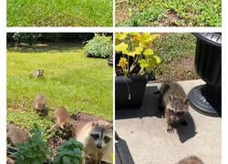 Enlace a Esta madre mapache lleva a sus 4 hijos a conocer a la señora que le daba de comer