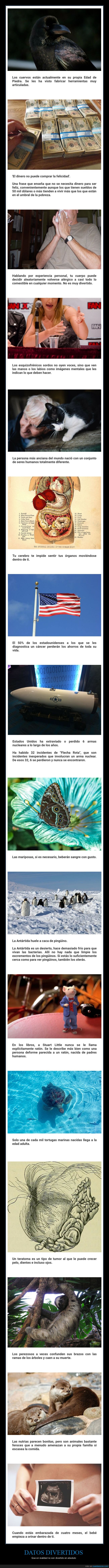 datos,divertidos,curiosidades
