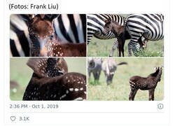 Enlace a Animales que probablemente no hayas visto antes