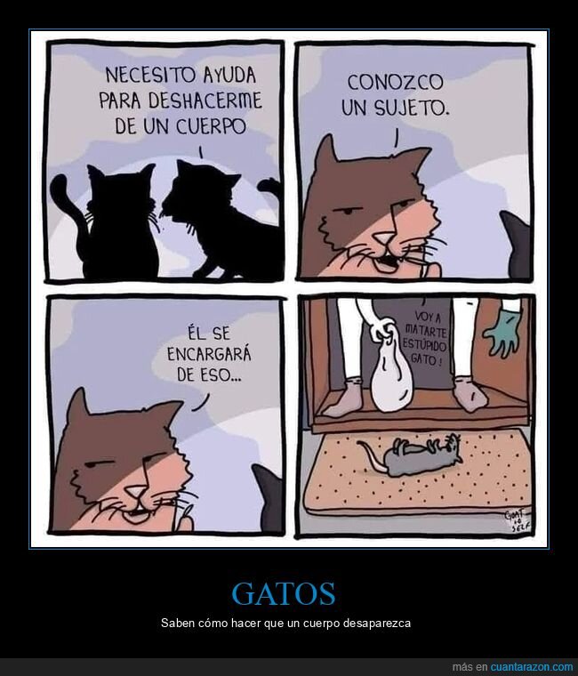 gatos,cuerpo,ayuda