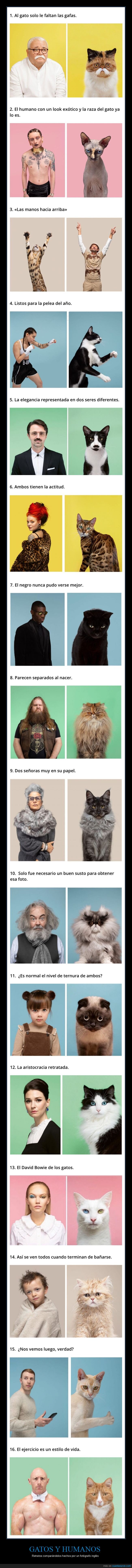 gatos,humanos,comparando
