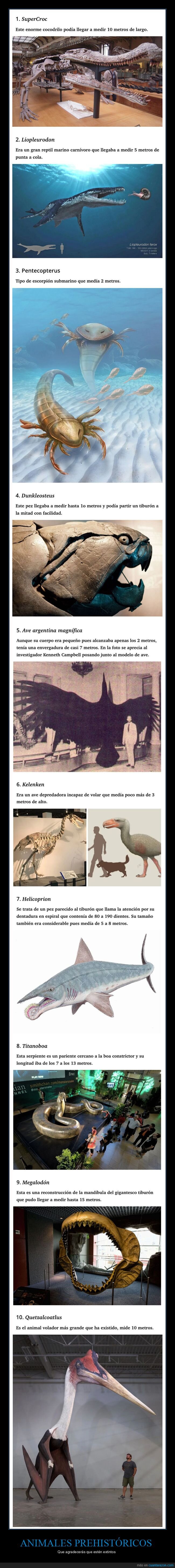 animales prehist&oacute;ricos,extintos,curiosidades