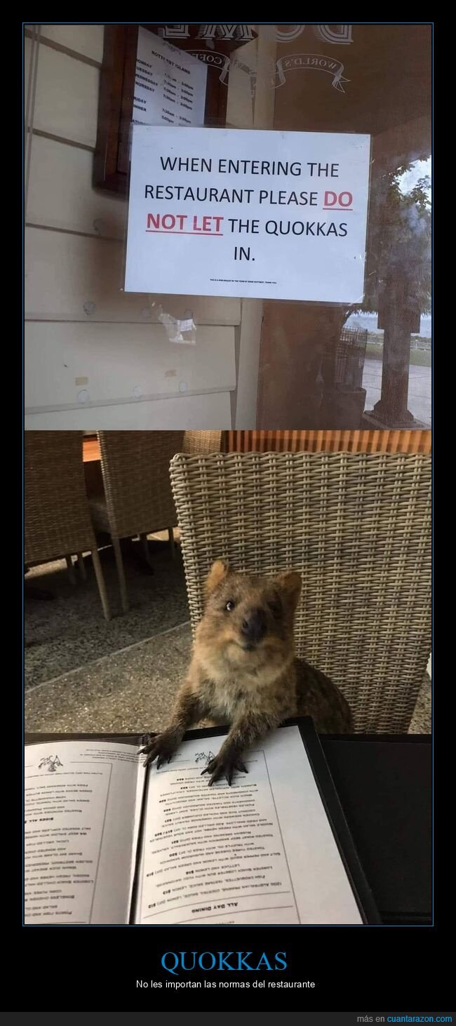 quokkas,carteles,restaurante