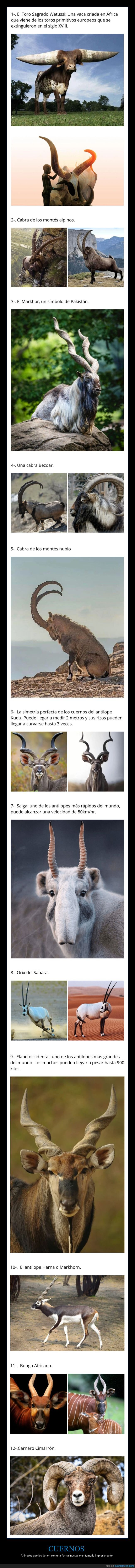 cuernos,animales