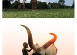 Enlace a Estos son los animales con los cuernos más raros del mundo