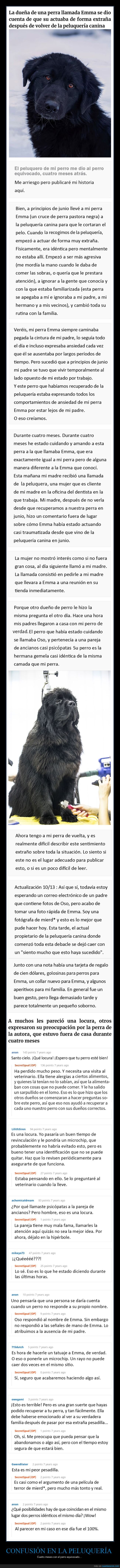 perros,confusión,peluquería