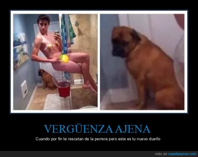 perros,personajes,selfie,wtf