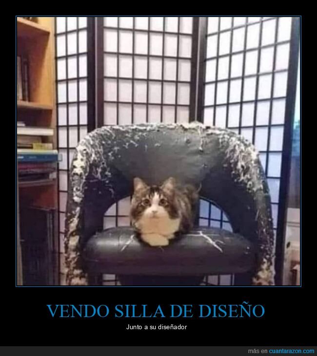 silla,diseño,gato