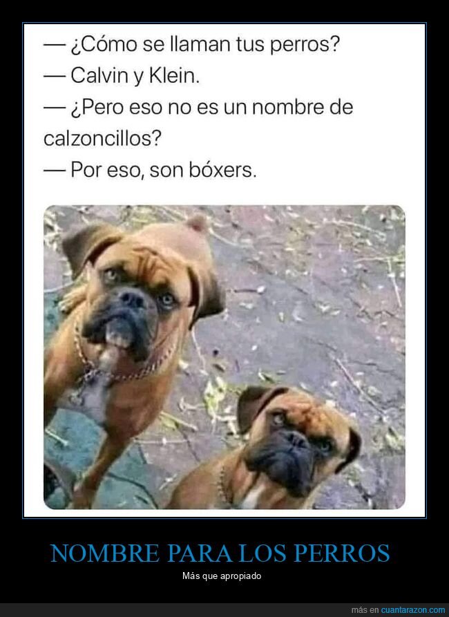 perros,nombres,calvin klein,bóxers