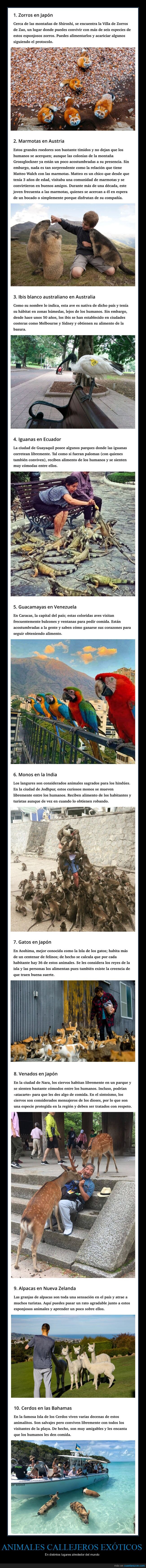 animales,callejeros,exóticos