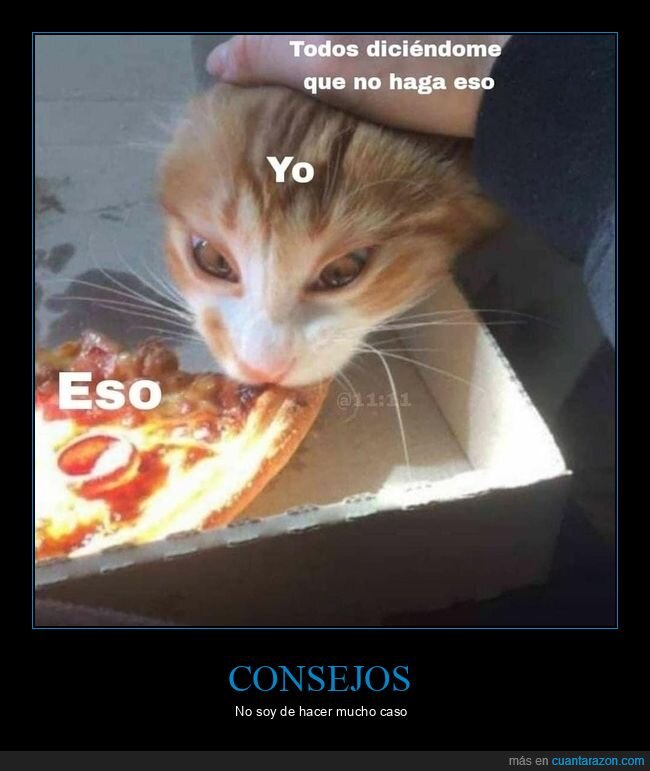 eso,gatos,hacer,pizza