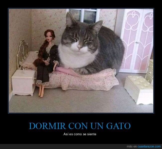 dormir,gato