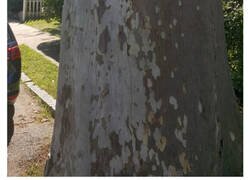 Enlace a Fotos inquietantes que muestran que los árboles se comerán el mundo