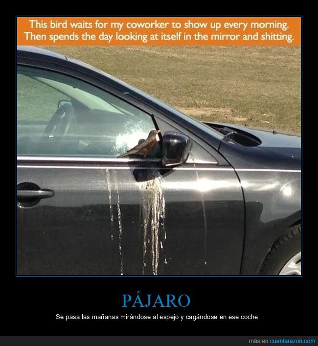 cagando,coches,pájaro,wttf